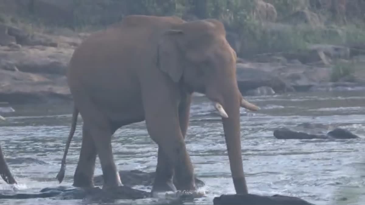 WILD ELEPHANT SEDATED ATHIRAPPILLI  കാട്ടാനയെ മയക്കുവെടിവച്ചു  മസ്‌തകത്തില്‍ മുറിവേറ്റ ആന  LATEST NEWS IN MALAYALAM