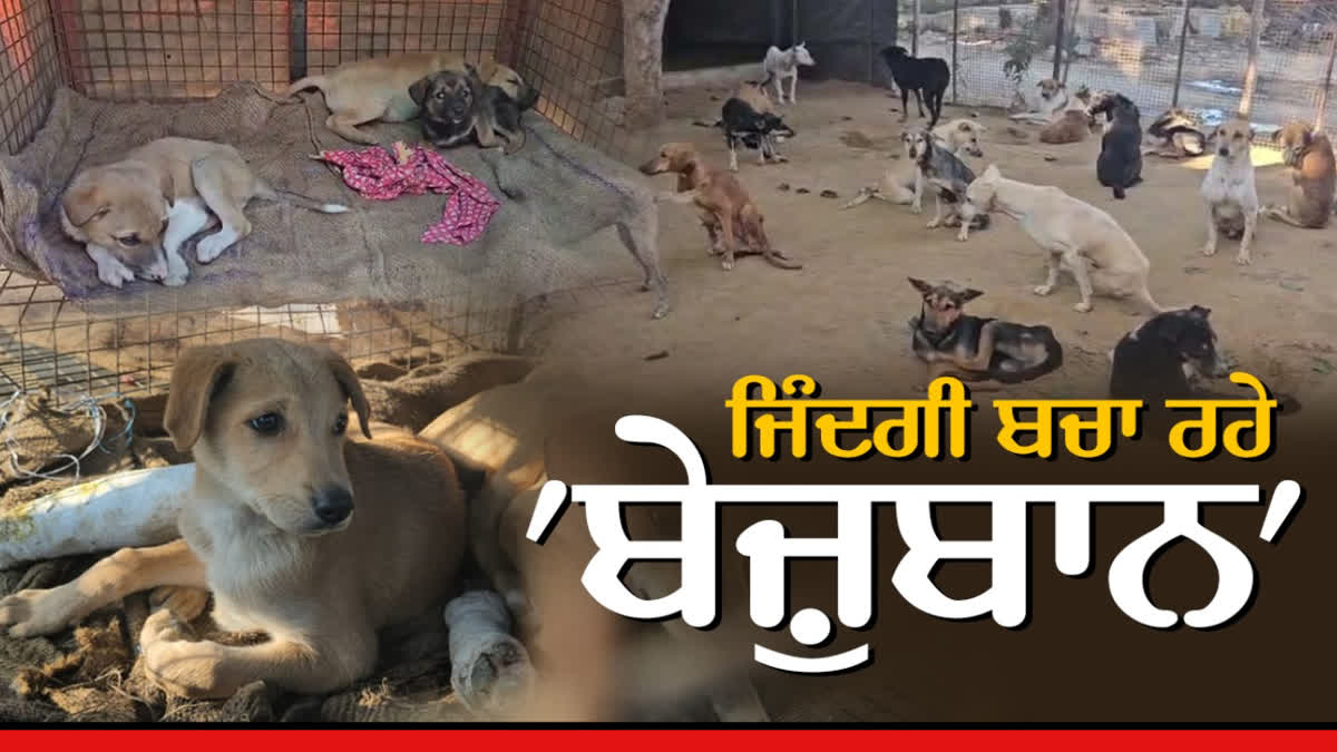 Alwar's Four Leg Care Institute treats dogs injured in accidents, so far they have saved the lives of 6 people