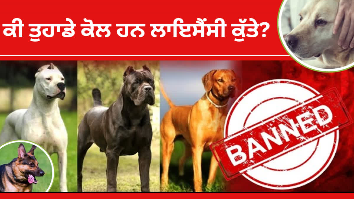 Registration of pet dogs is mandatory in Chandigarh, 7 breeds banned, breaking the rules will attract a fine of up to 10 thousand