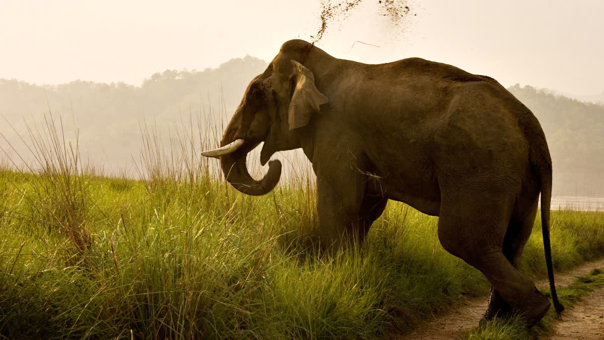 SHAHDOL ELEPHANT TERROR