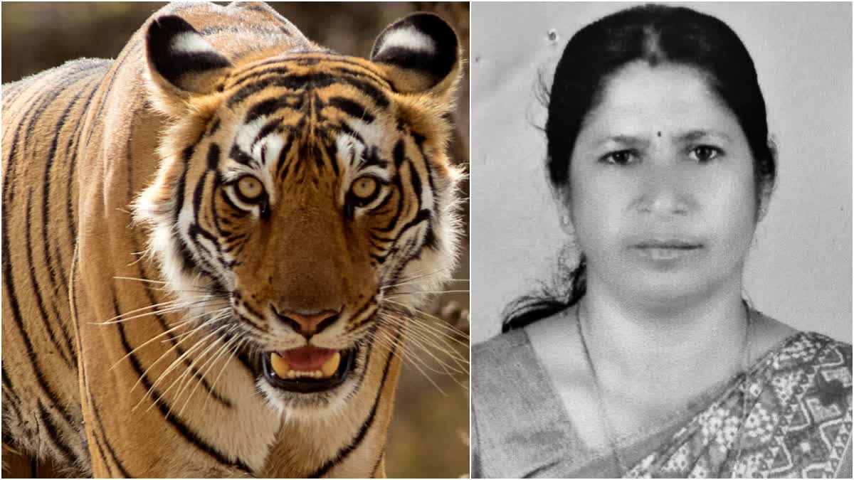 Death Due to Tiger Attack