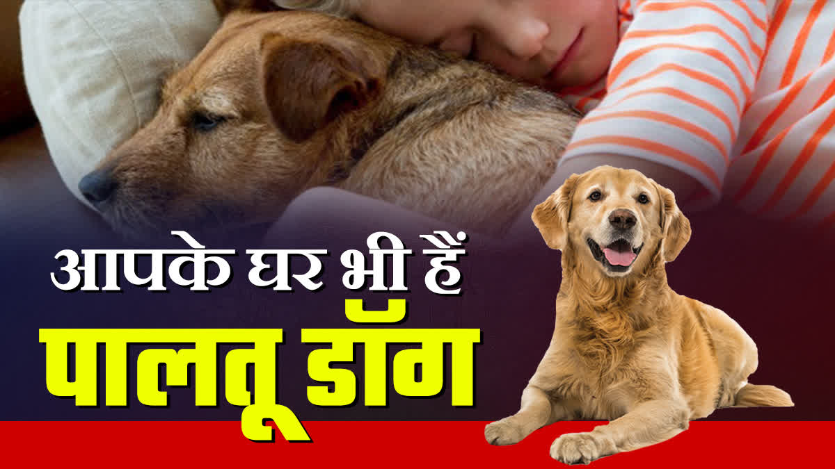 PET DOGS CAN CAUSE FATAL DISEASES