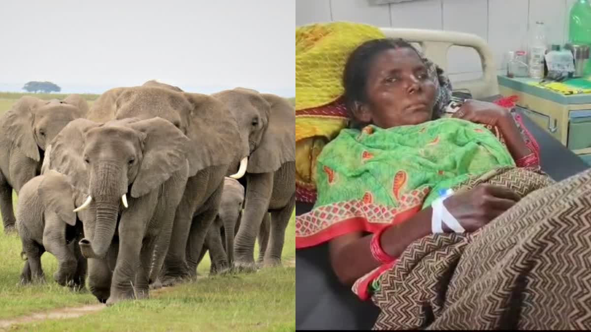 Two villagers injured in wild elephant attack in Dhanbad