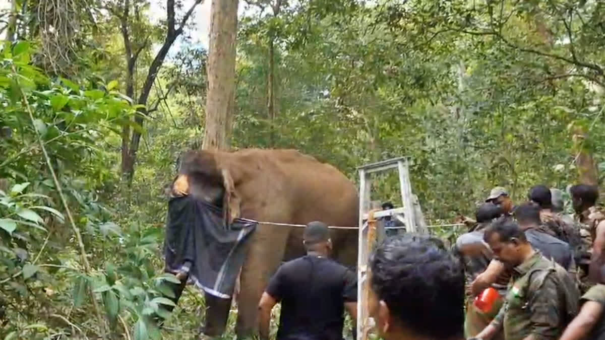 ATHIRAPPILLY WILD ELEPHANT  ELEPHANT HEAD INJURY TREATED  മസ്‌തകത്തിൽ മുറിവേറ്റ കാട്ടാന  അതിരപ്പിള്ളി കാട്ടാന