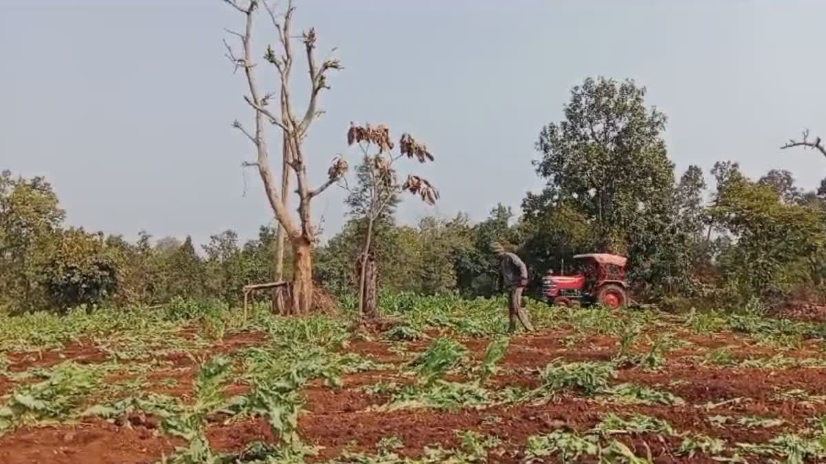 POPPY CULTIVATION DESTROY IN PALAMU