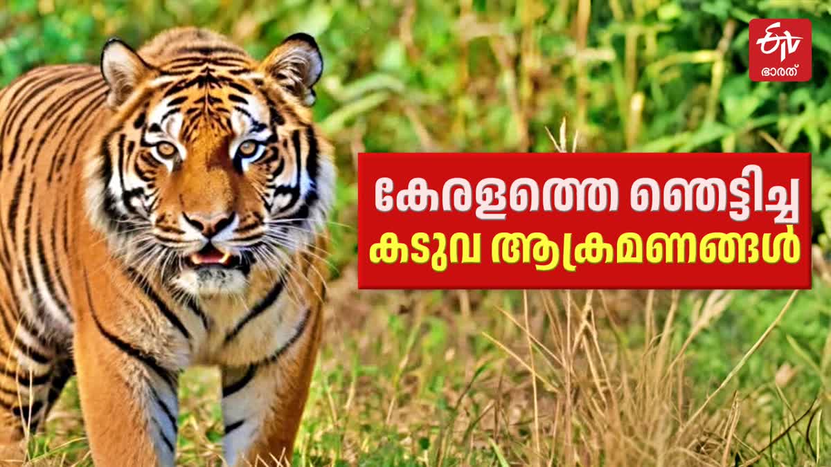 TRIBAL WOMAN DIES IN TIGER ATTACK  hisory of tiger attacks in kerala  wayanad geography and wild attack  human wild life attacks in kerala