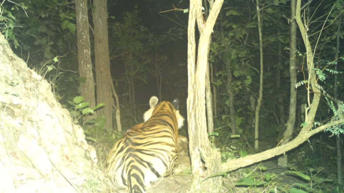 Tiger from Palamu Tiger Reserve reaches Purulia in West Bengal