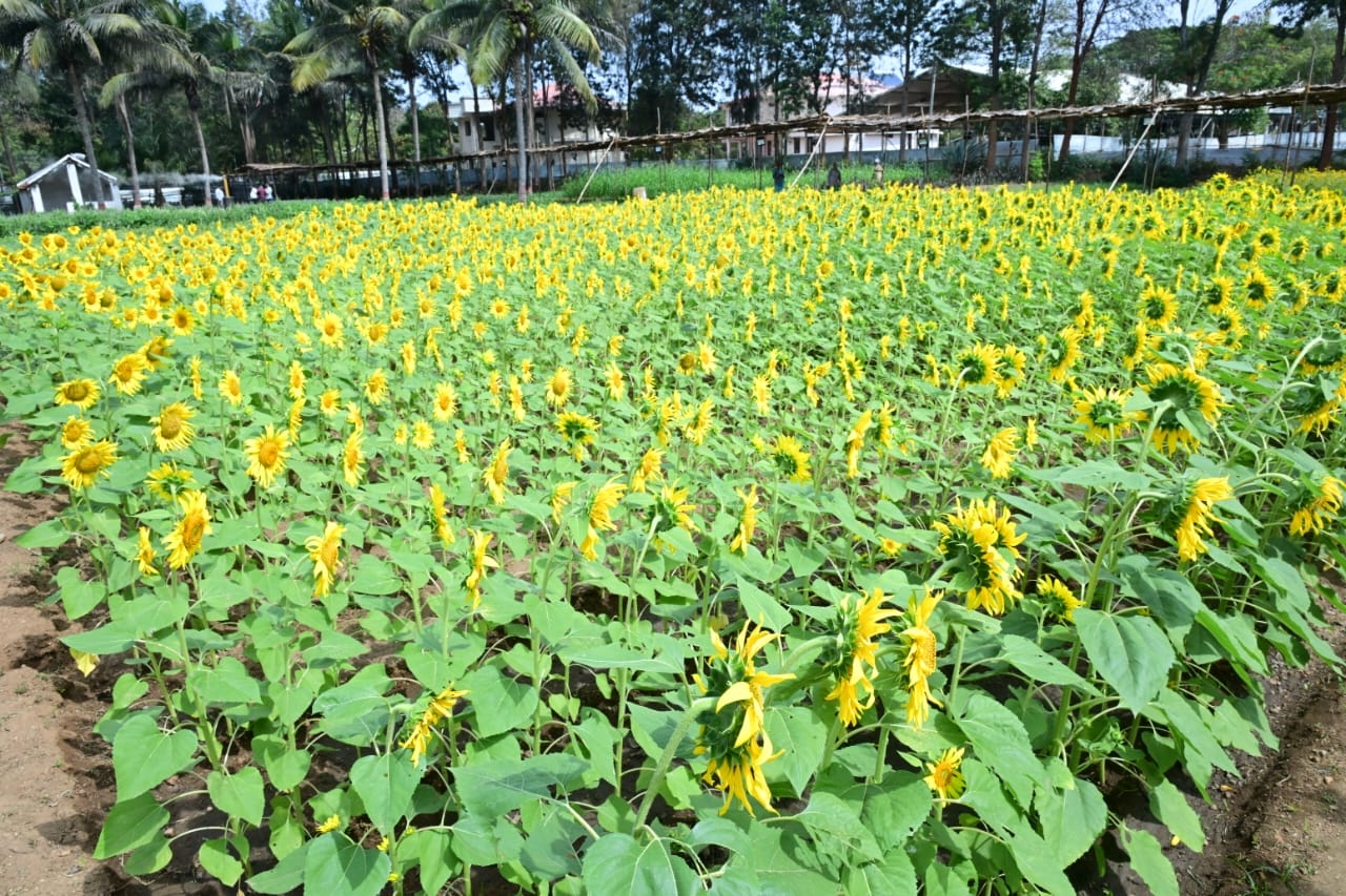 Sri Kshetra Suttur Jatra Preparations