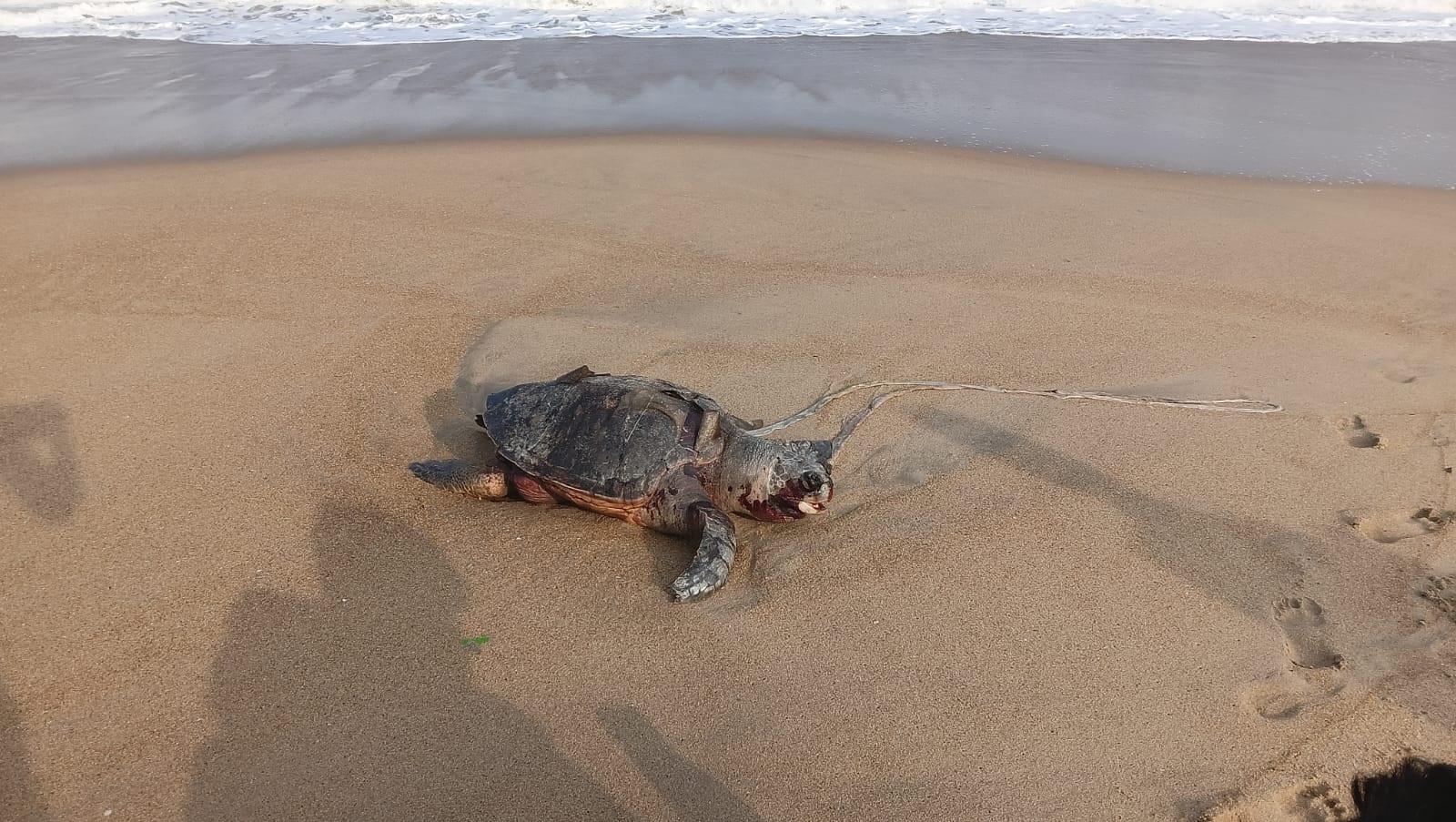 Mass Turtle Deaths Along Chennai Coast Raise Concerns Among Environmentalists