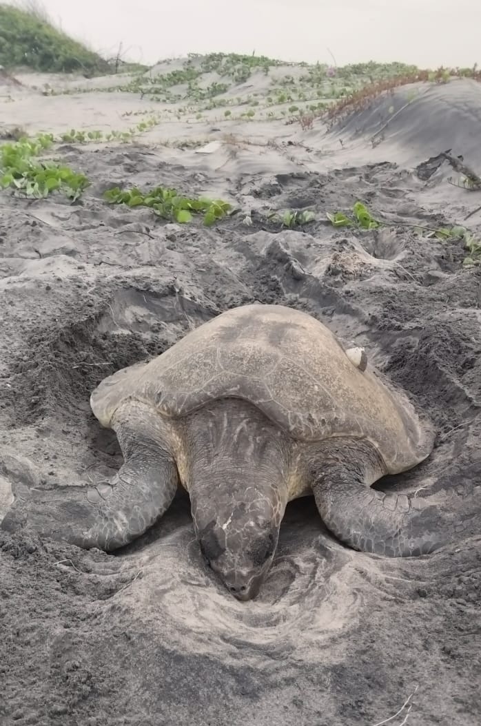 Mass Turtle Deaths Along Chennai Coast Raise Concerns Among Environmentalists