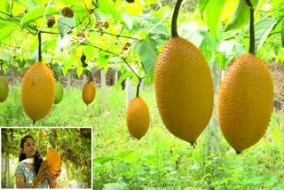 Farmer Cultivates GAC Fruits in Ramireddypalli Of NTR District