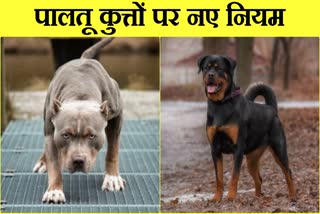 Pet dogs in Chandigarh