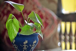 MONEY PLANT NEGATIVE ENERGY