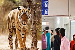 PANNA TIGER ATTACK WOMAN