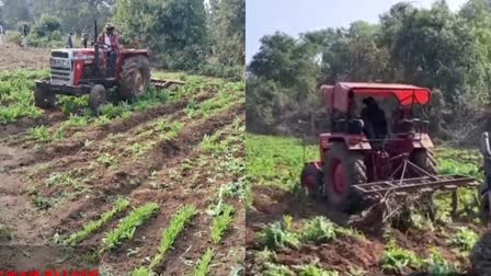 OPIUM CULTIVATION IN HAZARIBAG