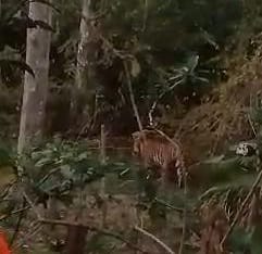 Tiger In Gaurela Pendra Marwahi