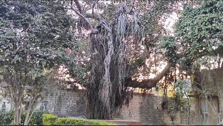 History of Banyan Tree in Freedom Movement