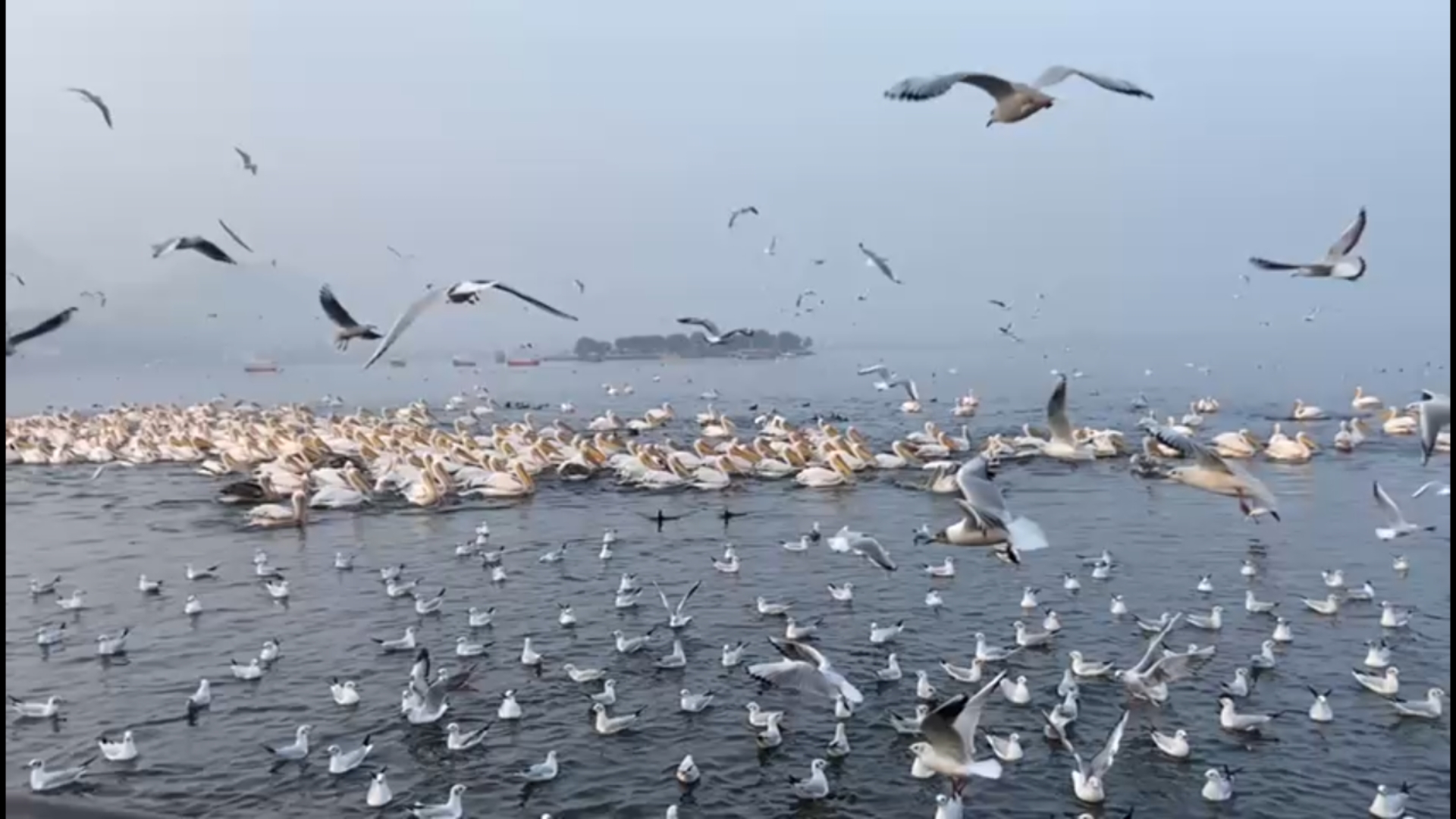 Migrates birds in aanasagar lake