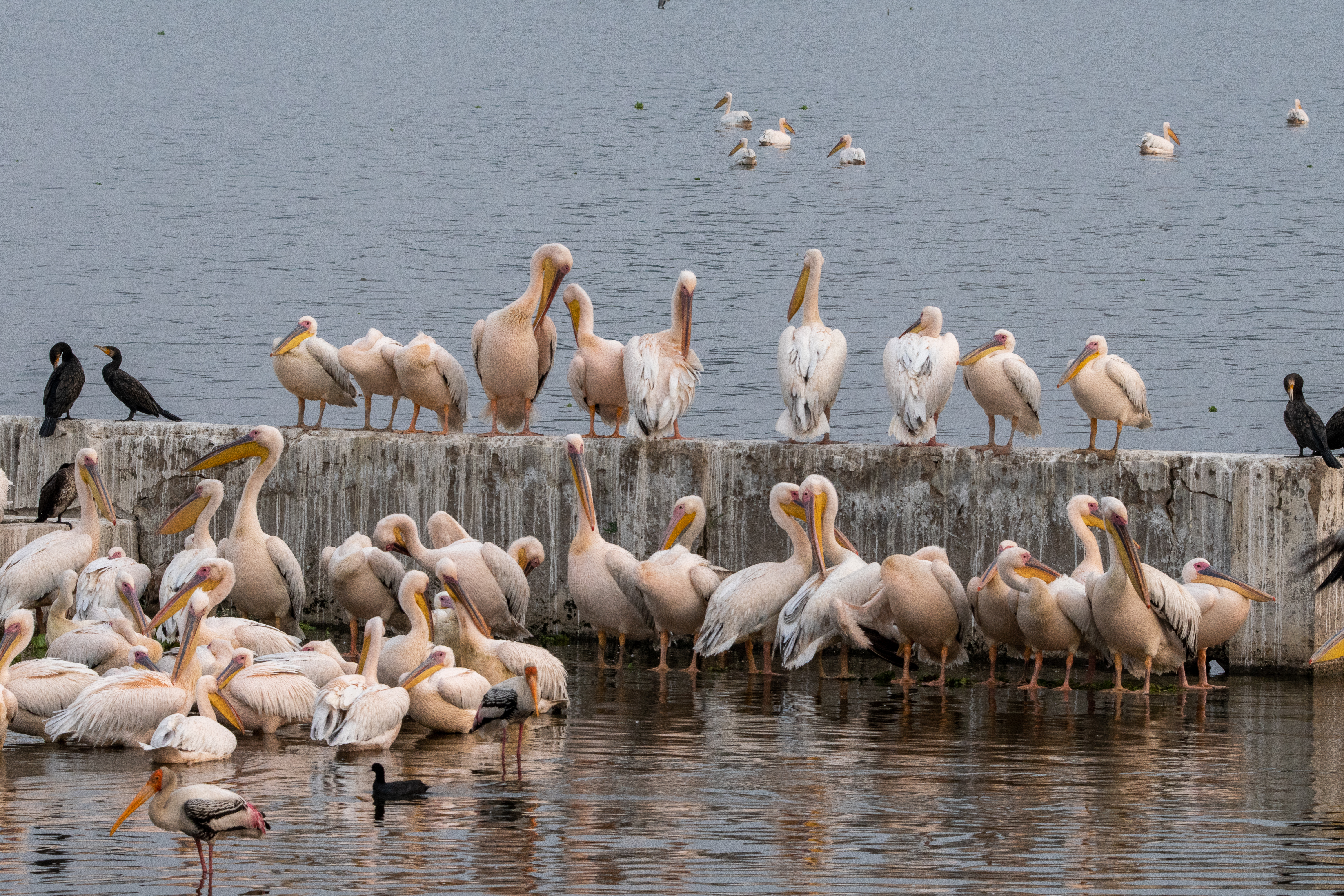 Migrates birds in aanasagar lake