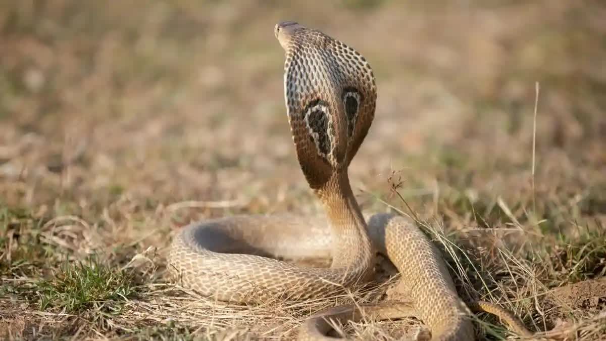 ವಿಷಕಾರಿ ಹಾವು (ಸಂಗ್ರಹ ಚಿತ್ರ)