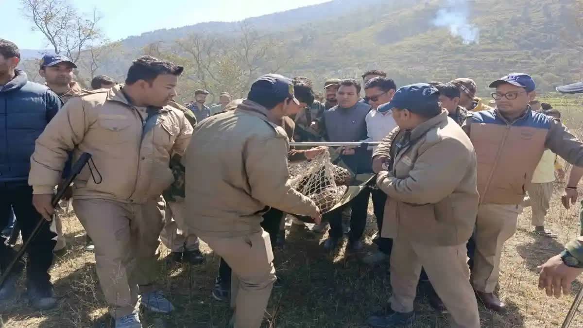 Leopard Shot Dead  Leopard attack in Uttarakhand  tiger attack Uttarakhand  പുലിയെ വെടിവച്ചു  പുള്ളിപ്പുലി ആക്രമണം