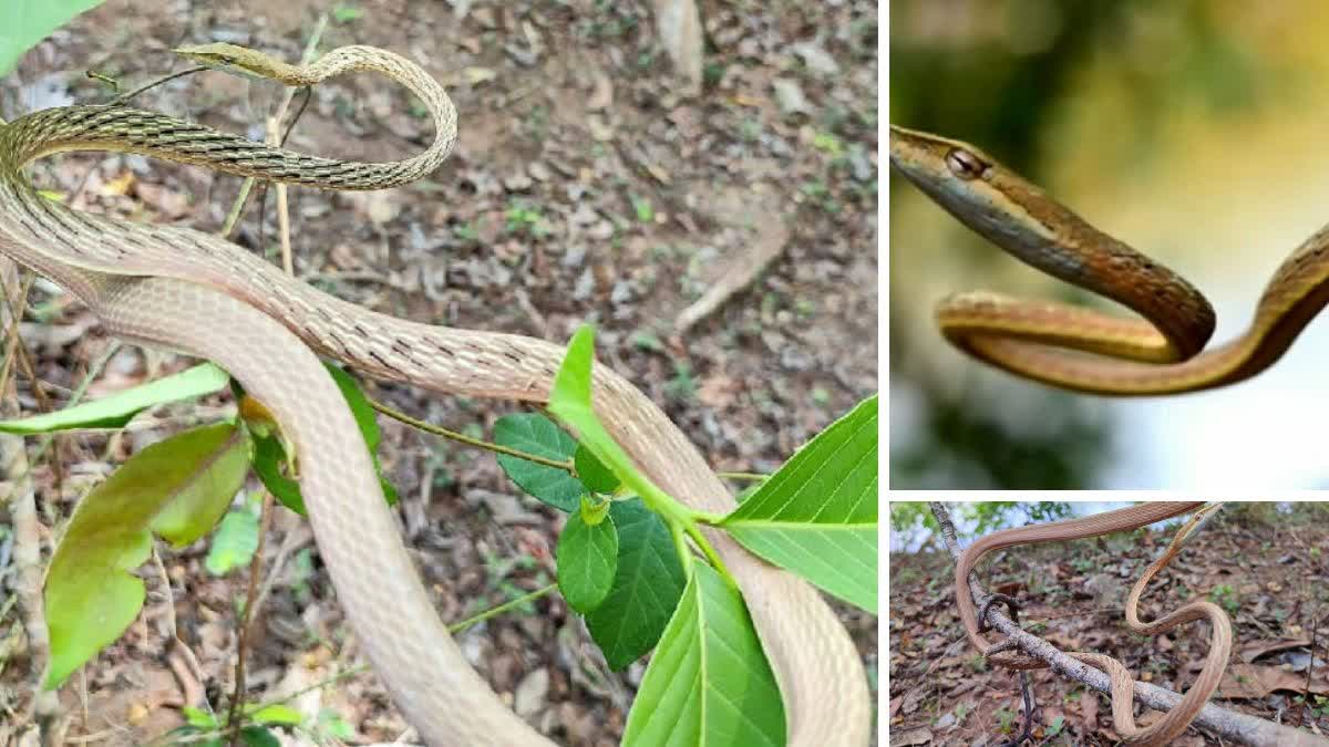 ahaetulla laudankia snake seen in Dantewada