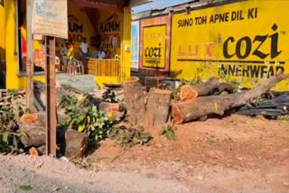 tree cutting dispute Dhamtari