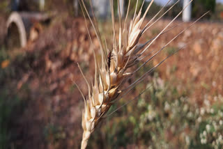 How to produce bumper crop of wheat