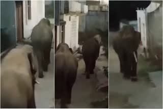 Elephant in Shiv Vihar Colony