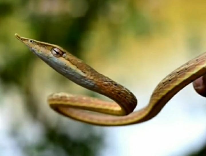 rare species of Vine Snake