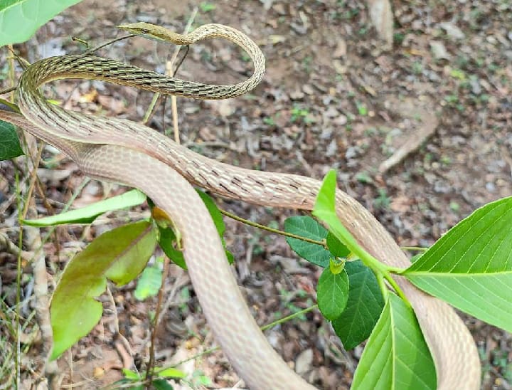 ahaetulla laudankia snake