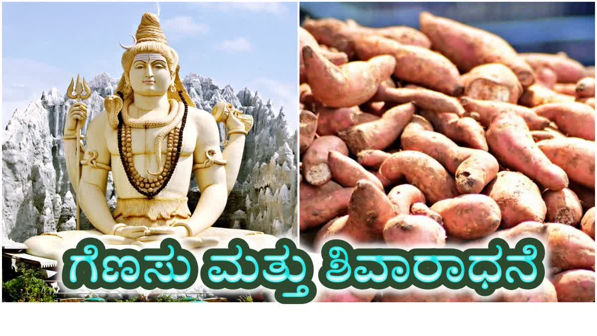 sweet-potato-benefits-and-why-do-people-eat-sweet-potatoes-on-maha-shivaratri