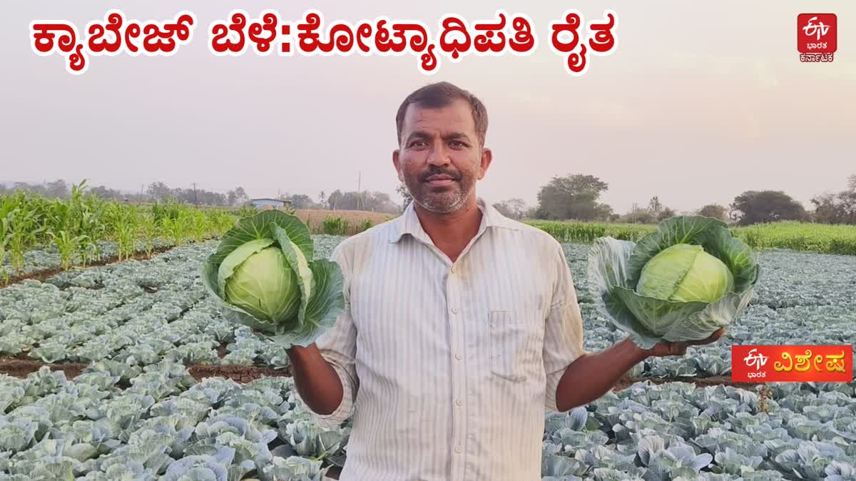 BELAGAVI  GROWING CABBAGE  ಕ್ಯಾಬೇಜ್ ಬೆಳೆ  ರೈತ ನಾಗೇಶ ಚಂದ್ರಪ್ಪ ದೇಸಾಯಿ