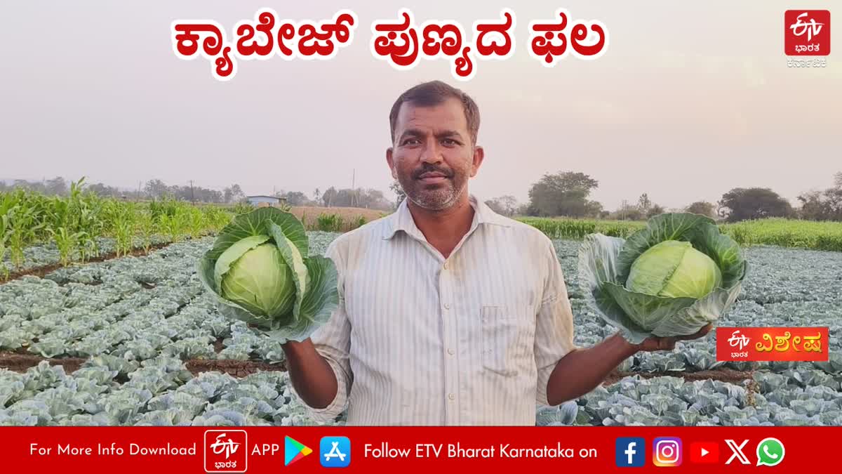 BELAGAVI  GROWING CABBAGE  ಕ್ಯಾಬೇಜ್ ಬೆಳೆ  ರೈತ ನಾಗೇಶ ಚಂದ್ರಪ್ಪ ದೇಸಾಯಿ