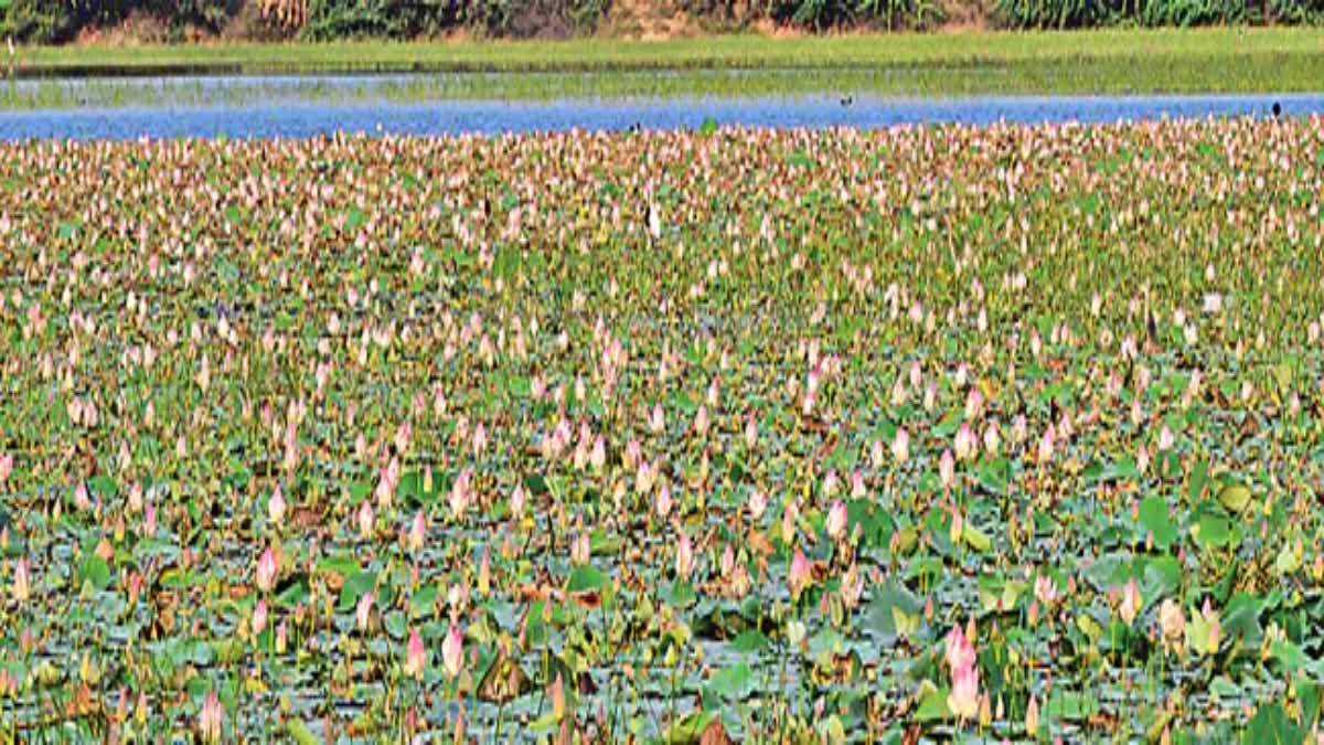 Lotus flowers in summer