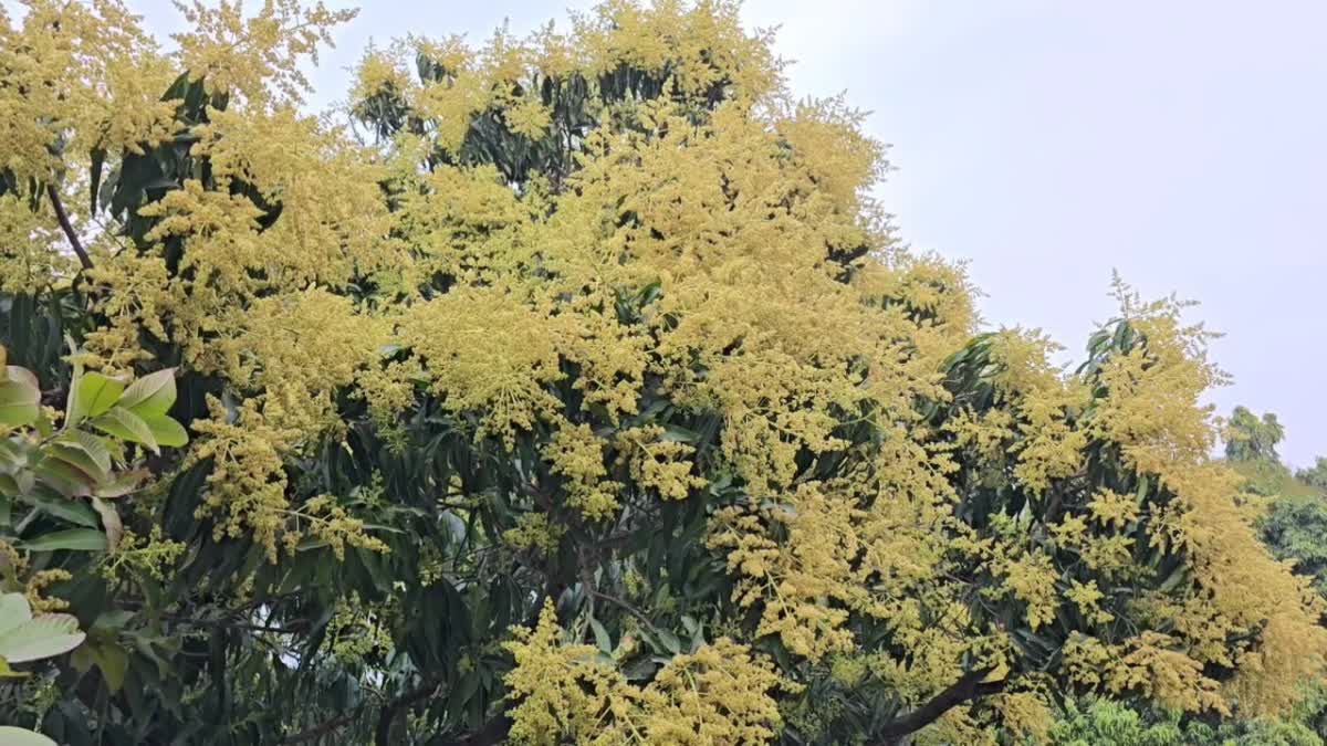 MANGO AND LITCHI BLOSSOMS