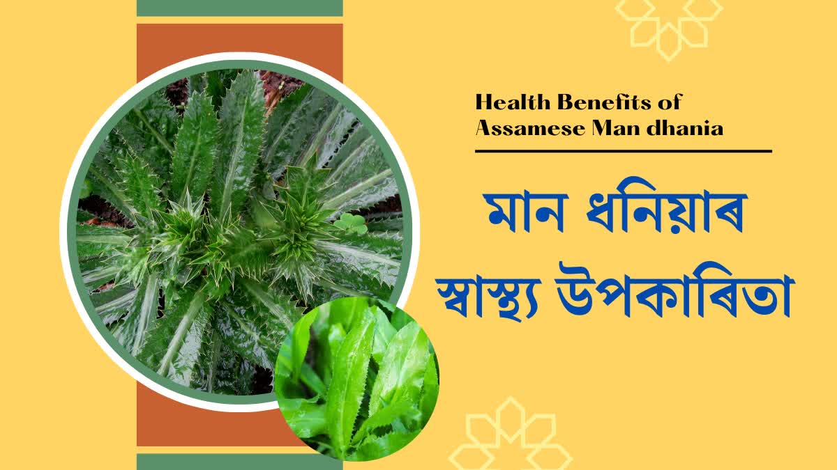 Health Benefits of Culantro Assamese Man dhania