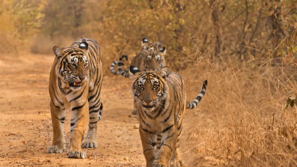 BANDHAVGARH TIGER RESERVE