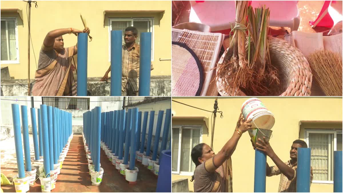 Vetiver Cultivation in Eluru