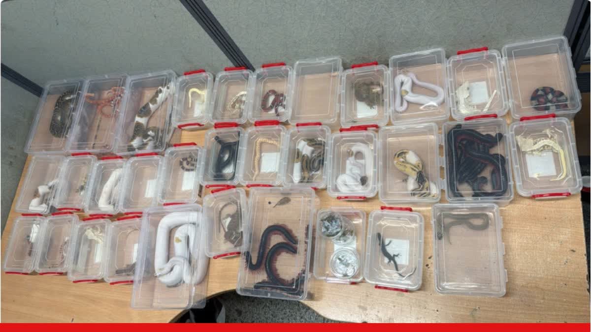 MUGGLING OF SNAKES BUSTED