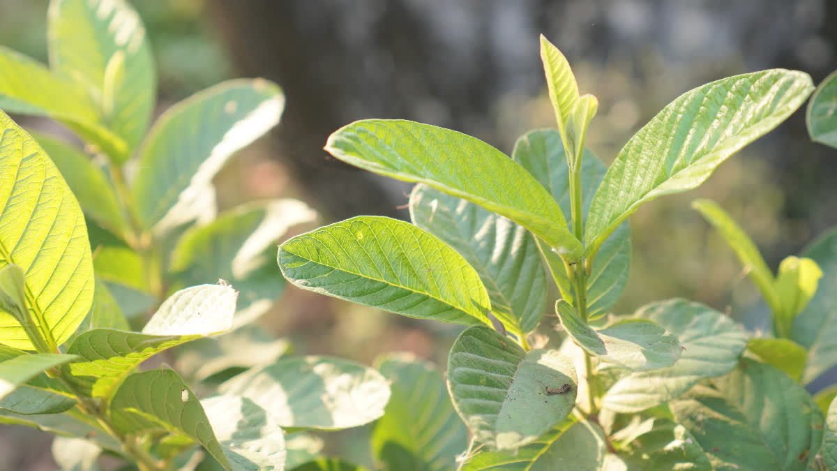 GUAVA FRUIT FOR DIABETIC