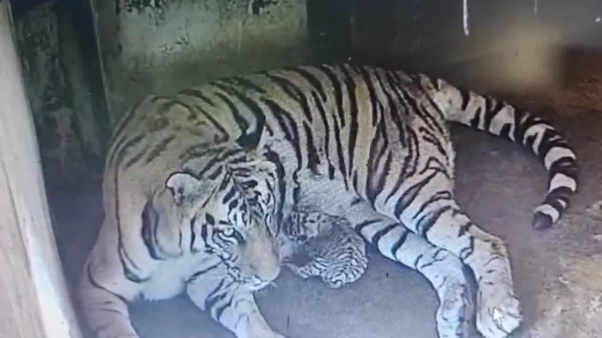 TIGRESS ANKITA GIVES BIRTH