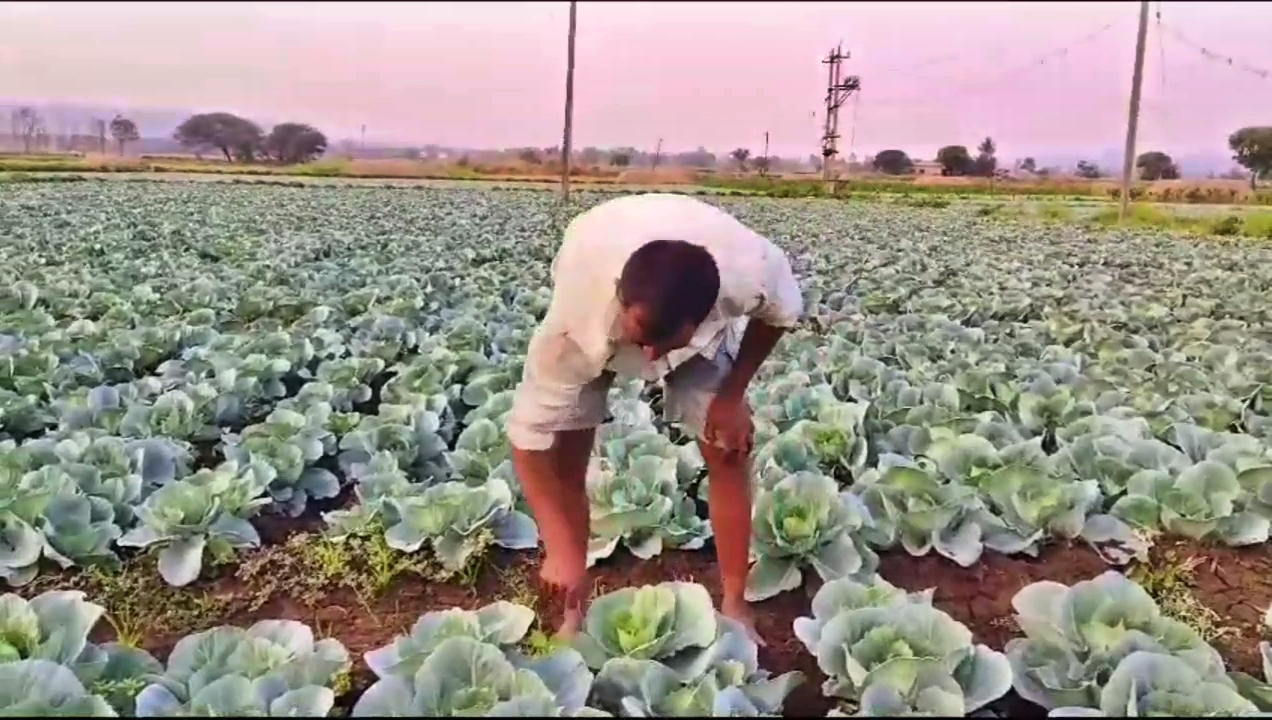 BELAGAVI  GROWING CABBAGE  ಕ್ಯಾಬೇಜ್ ಬೆಳೆ  ರೈತ ನಾಗೇಶ ಚಂದ್ರಪ್ಪ ದೇಸಾಯಿ