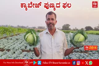 BELAGAVI  GROWING CABBAGE  ಕ್ಯಾಬೇಜ್ ಬೆಳೆ  ರೈತ ನಾಗೇಶ ಚಂದ್ರಪ್ಪ ದೇಸಾಯಿ