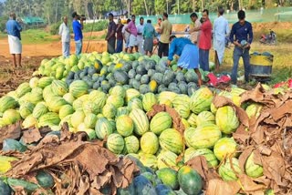 ELAMARAM WATERMELON CULTIVATION  തണ്ണിമത്തൻ കൃഷി എളമരം  തണ്ണിമത്തൻ കൃഷി  WATERMELON FARMING