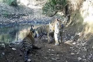 Tiger cubs in Shivpuri Tiger Reserve