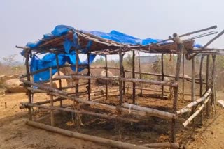 CATTLE IN STADIUM