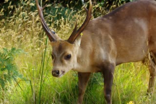 HOG DEER AT JIM CORBETT PARK