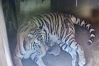 TIGRESS ANKITA GIVES BIRTH