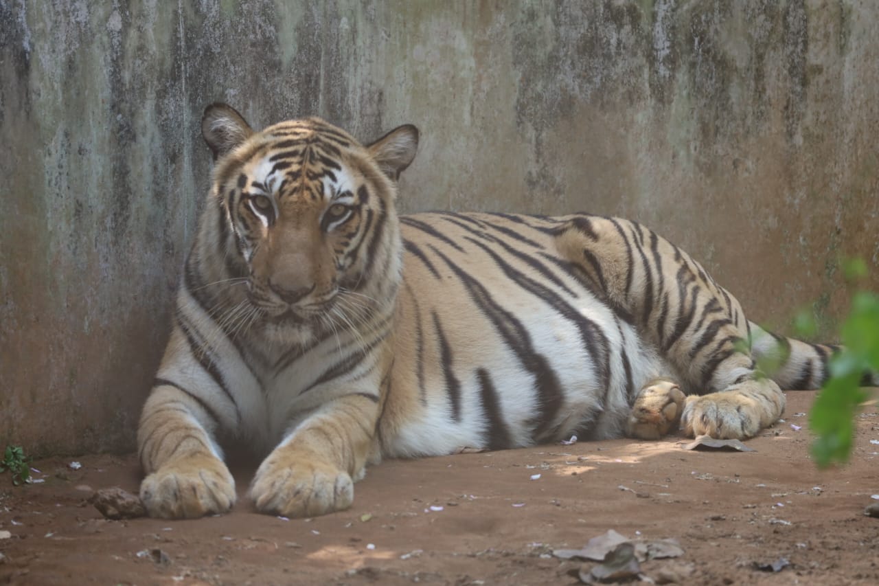 TIGRESS ANKITA GIVES BIRTH